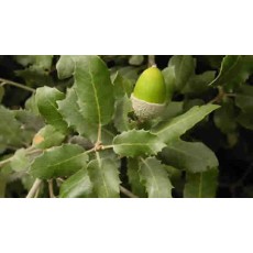 Encino, Hojas de Encino, Hojas de encina, Hojas de roble  :  Oak leaves 