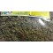 Tusílago, tusilago, pie de asno, uña de caballo, fárfara, pie de asno, Tussilago farfara, Coltsfoot