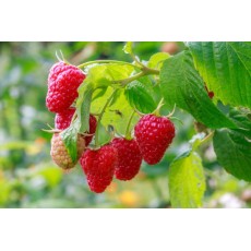Hojas de Frambuesa, Te de Frambuesa: Raspberry  Tea, Raspberry tea leaf