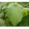 Hierba Santa, Hojas de hierba santa:  Root Beer Plant Leaf, organic Root Beer Plant  