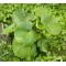Hierba Santa, Hojas de hierba santa:  Root Beer Plant Leaf, organic Root Beer Plant  