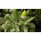 Encino, Hojas de Encino, Hojas de encina, Hojas de roble  :  Oak leaves 