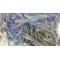 Hojas de Olivo, Antioxidante Natural  : Olive leaf