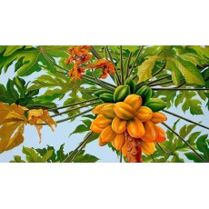 Hojas de papaya, Te de Papaya :  Papaya Tea leaf, Organic papaya leaves