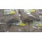 La Salvia, Te de Salvia, Salvia Comun :   Sage Herbs Tea, salvia officinalis, Common sage